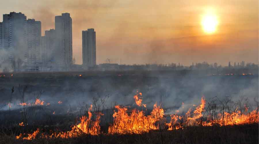 Wildfire