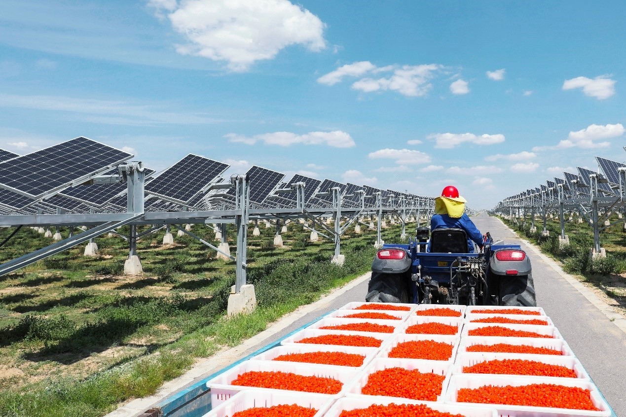 A solar farm built on a goji berry plantation in China's Ningxia Province. HUAWEI