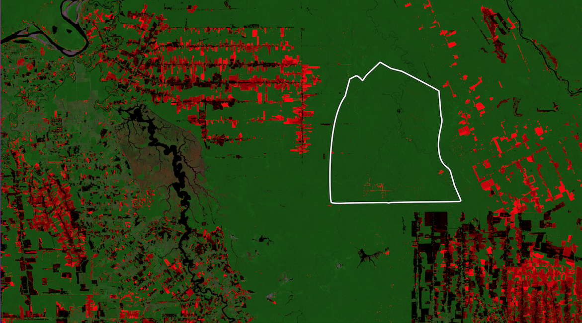 Satellite image of forest