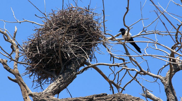 Birds Use Anti-Bird Architecture to Build New Nests