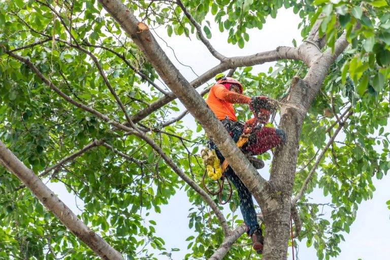 OSHA Launches Regional Tree and Landscaping Safety Enforcement Program