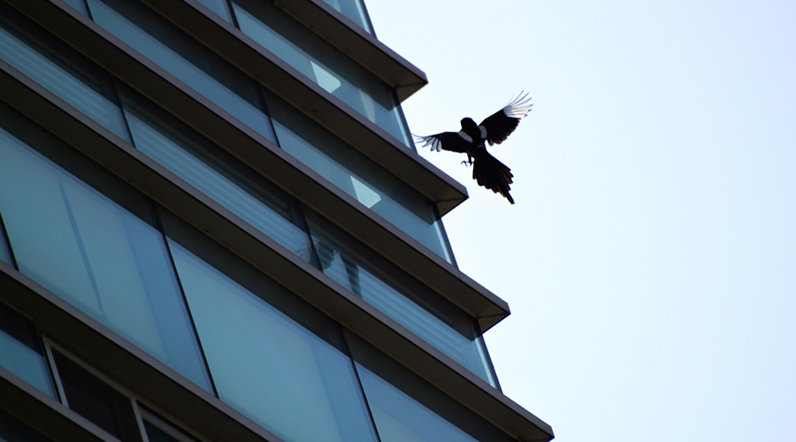 bird flying next to building