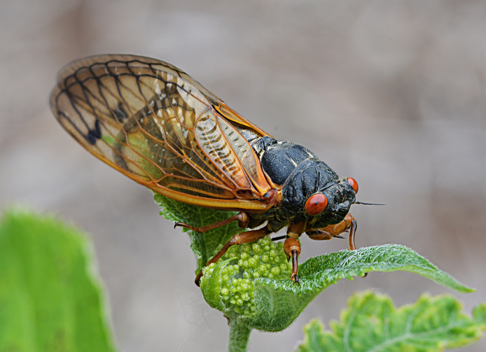 ‘Cicada-geddon’: 7 Ways Facilities Managers Can Prepare for the Bug Invasion
