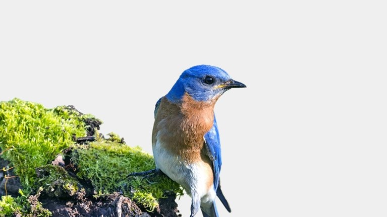 A male Eastern Bluebird perched on top of a mossy branch and set against a light blue background. 