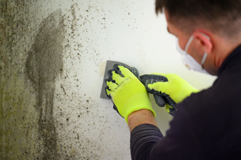 Back to Basics: Preventing Workplace Mold Exposure