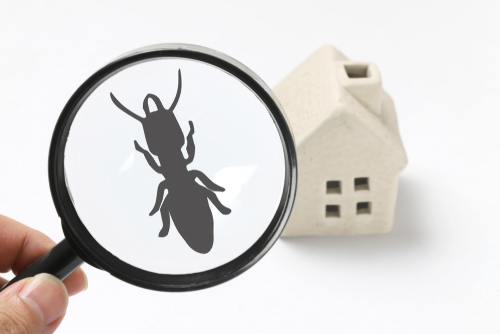 Is Your Facility in One of America’s Top 50 Termite-Infested Cities?