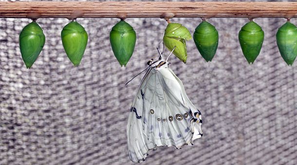 Balancing the corporate gender tightrope