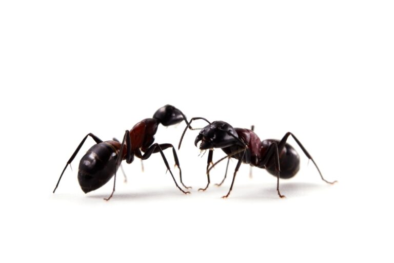 Protect Your Facility from a Summer Ant Invasion