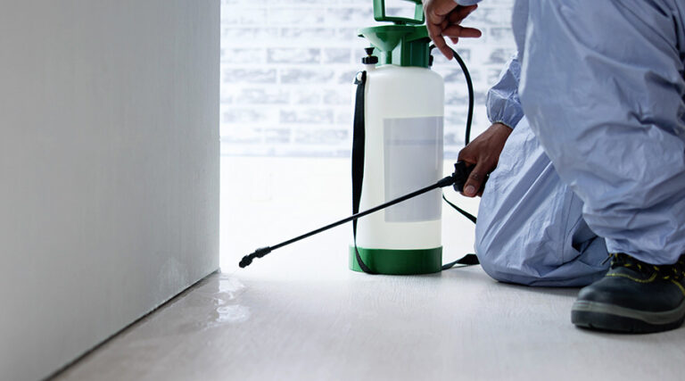 How to Avoid Termite Infestations in Facilities