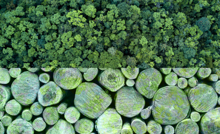 Carbon market downturn leads to staff cuts at Pachama