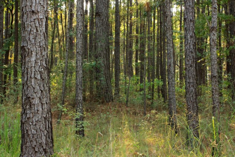 McKinsey and Google invest $41 million in Louisiana carbon removal project