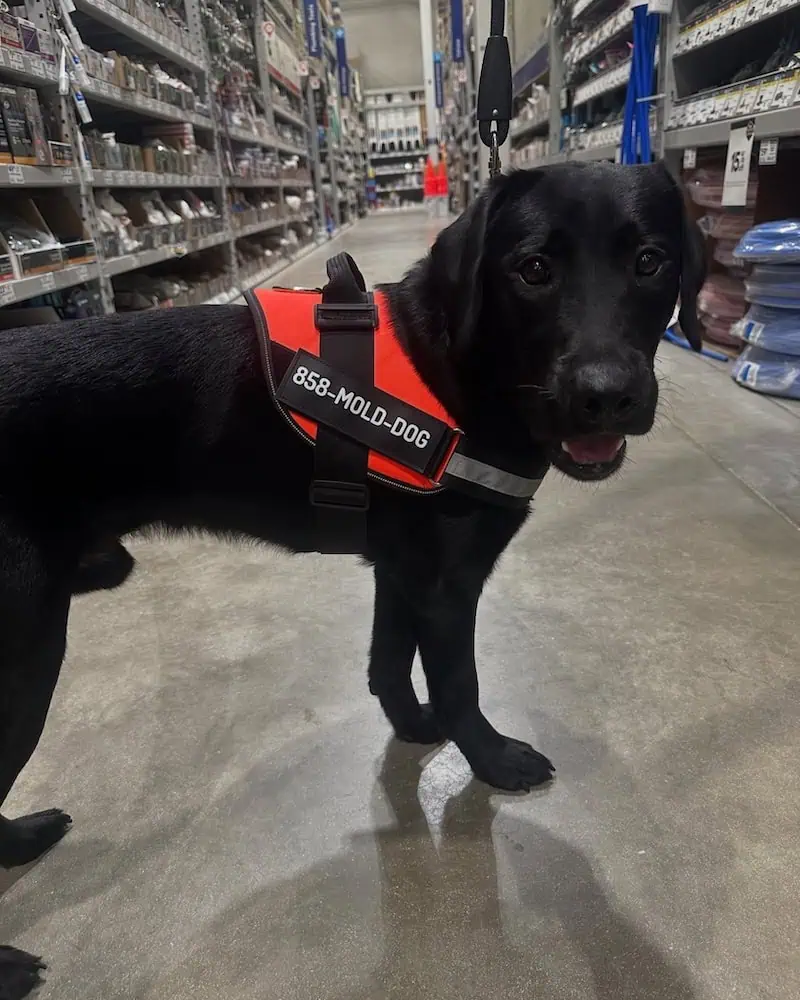 mold detection dog