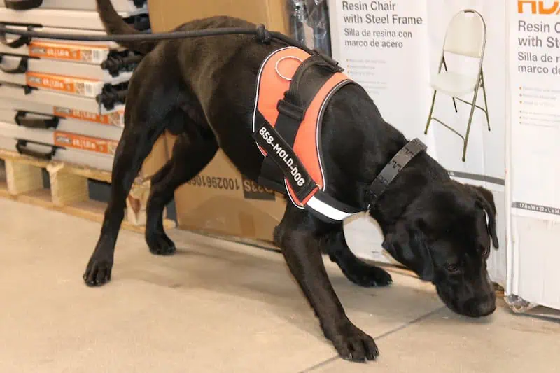 mold detection dog
