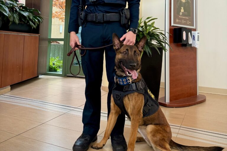 Michigan Hospital Adds Security Dogs to Boost Safety, Provide Comfort