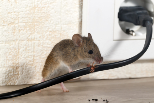 The Need to Protect Against Rodent-Borne Diseases