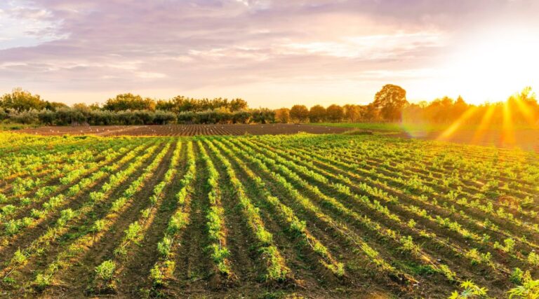5 ways companies can push for resilient agricultural policies