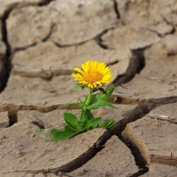 Resilience is often ascribed to the individual, but are there other ways we could look at the issue, asks Carl Lyons